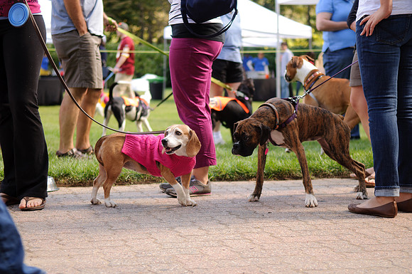 PupsPilsners-0553